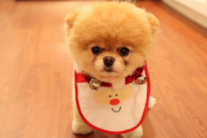 Cute Dog Christmas4520513250